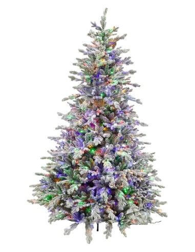 POLY SNOWY STUART PRELIT